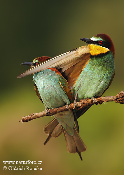 Včelárik zlatý (Merops apiaster)