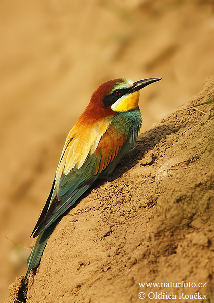 Včelárik zlatý (Merops apiaster)