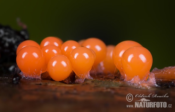 vlasatka (Trichia decipiens var. decipiens)