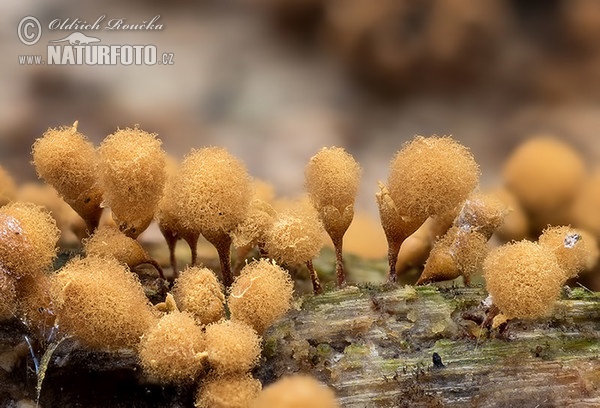 vlasenka kyjovitá (Hemitrichia clavata)