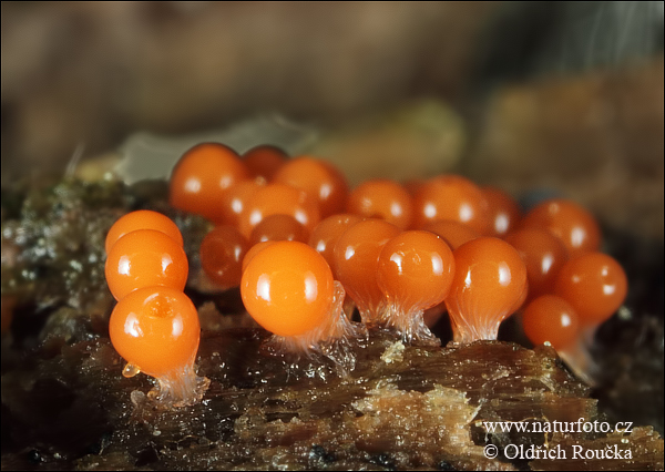 vlasnačka (Trichia decipiens var. decipiens)