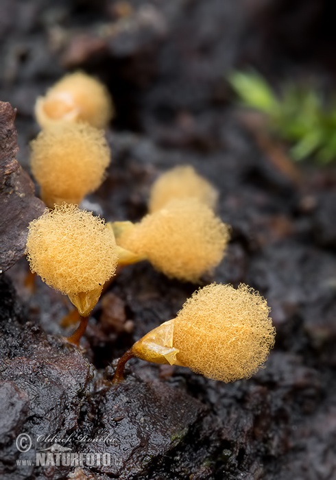 vlasovníčka kyjačikovitá (Hemitrichia clavata)