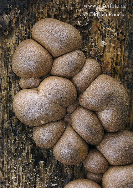 vlčinka červená (Lycogala epidendrum)