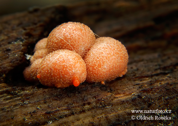 vlčinka oranžová (Lycogala terrestre)