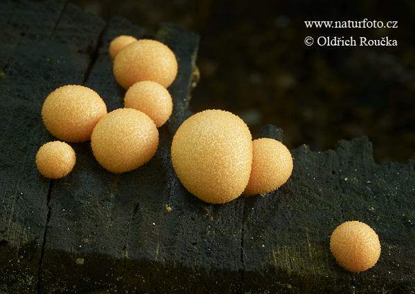 vlčinka oranžová (Lycogala terrestre)