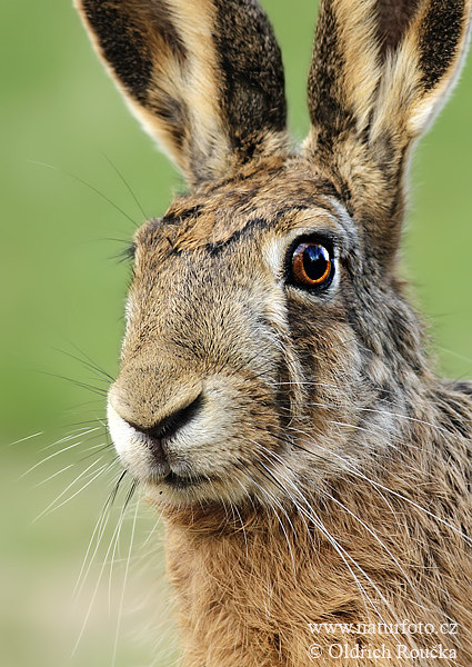 Zajac poĺný (Lepus europaeus)