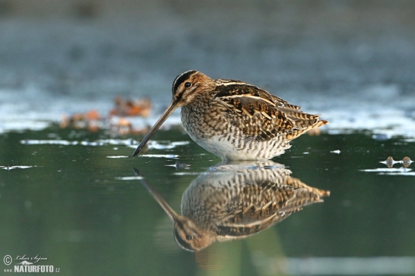 Bekasina otavní (Gallinago gallinago)