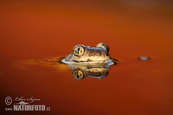 Blatnice skvrnitá (Pelobates fuscus)