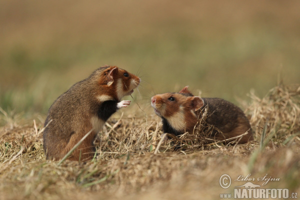 Chrček roĺný poĺný (Cricetus cricetus)