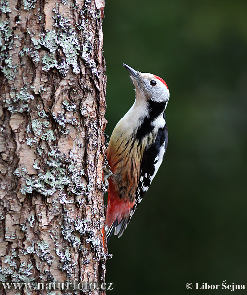 Ďateľ prostredný (Dendrocopos medius)