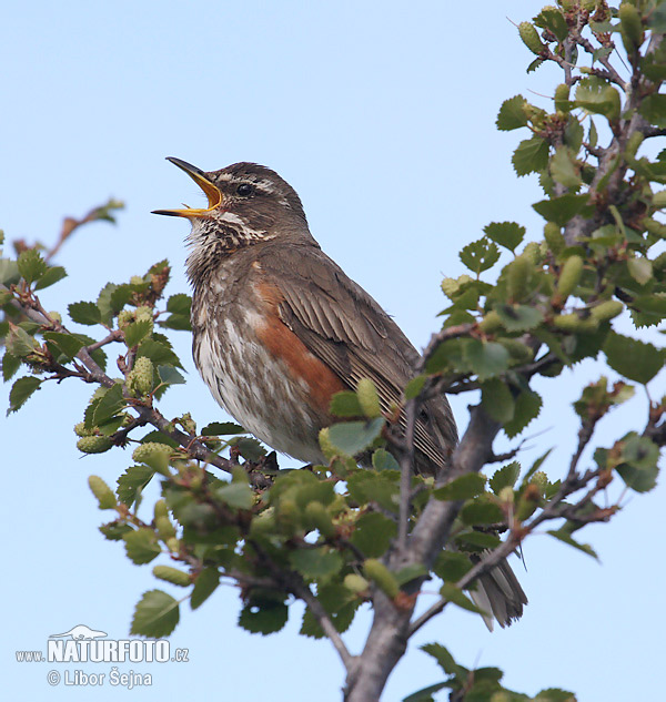 Drozd červenkavý (Turdus iliacus)