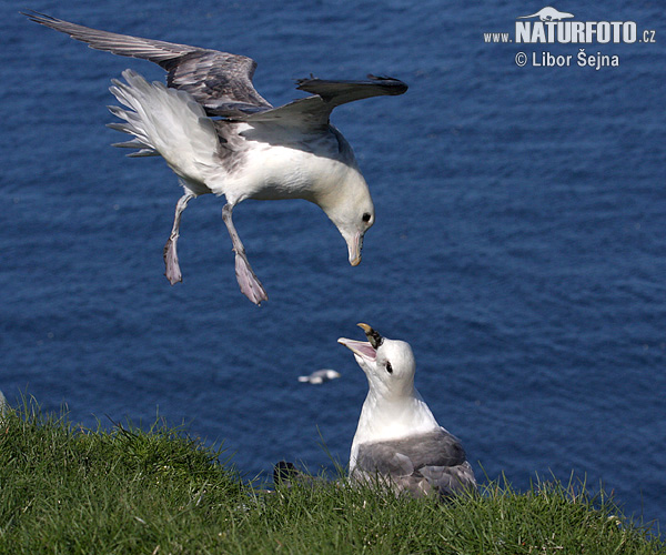 Fulmar ľadový (Fulmarus glacialis)