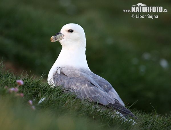 Fulmar ľadový (Fulmarus glacialis)