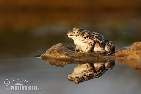 Hrabavka škvrnitá (Pelobates fuscus)