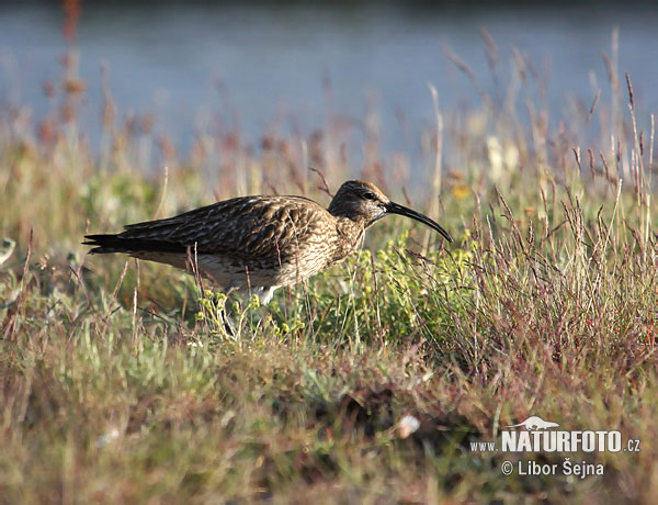 Hvizdák pásavohlavý (Numenius phaeopus)