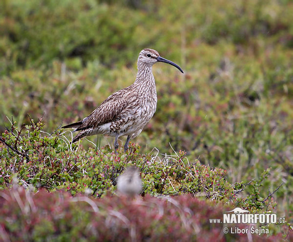 Hvizdák pásavohlavý (Numenius phaeopus)