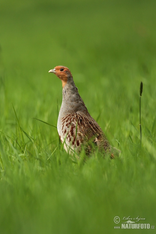 Jarabica poľná (Perdix perdix)