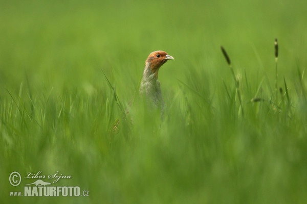 Jarabica poľná (Perdix perdix)