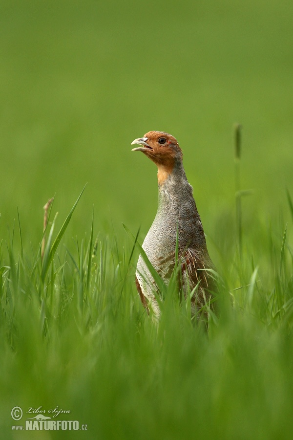 Jarabica poľná (Perdix perdix)