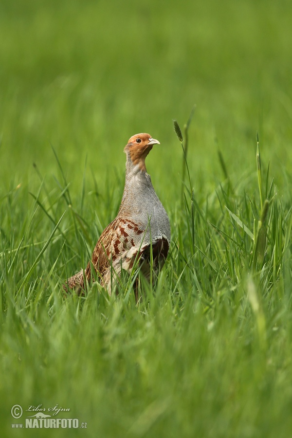 Jarabica poľná (Perdix perdix)