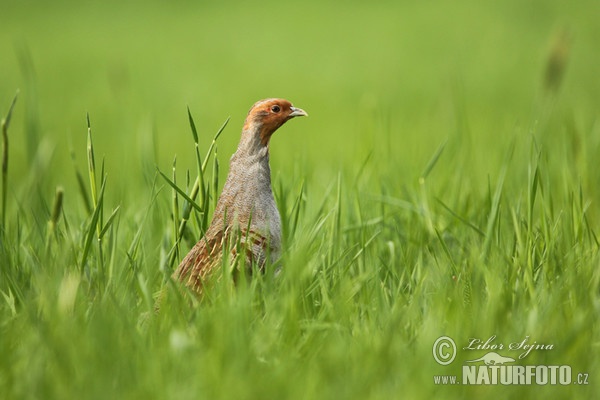 Jarabica poľná (Perdix perdix)