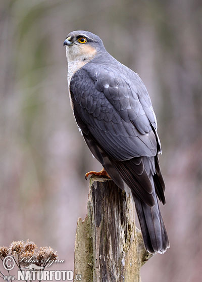 Jastrab krahulec (Accipiter nisus)