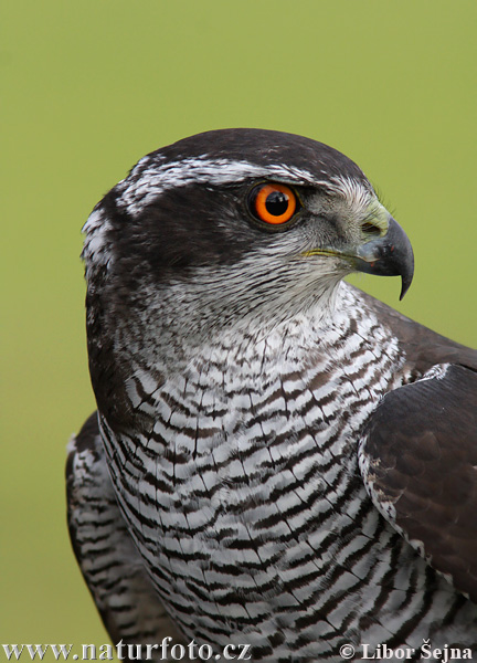 Jastrab lesný (Accipiter gentilis)