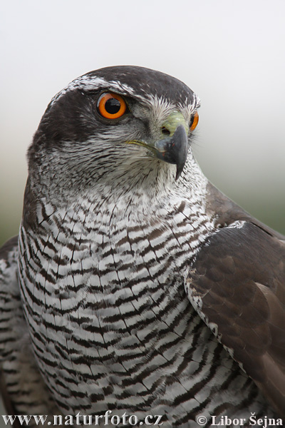 Jastrab lesný (Accipiter gentilis)