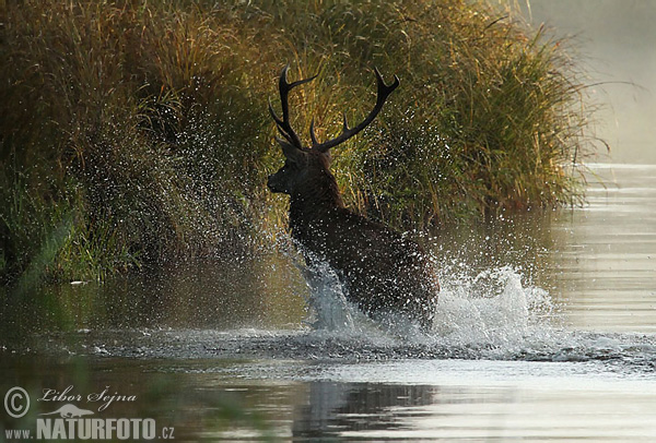 Jeleň hôrny obyčajný (Cervus elaphus)