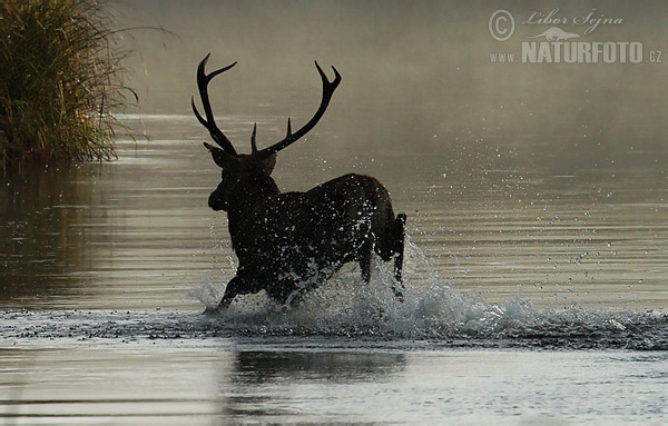 Jeleň hôrny obyčajný (Cervus elaphus)