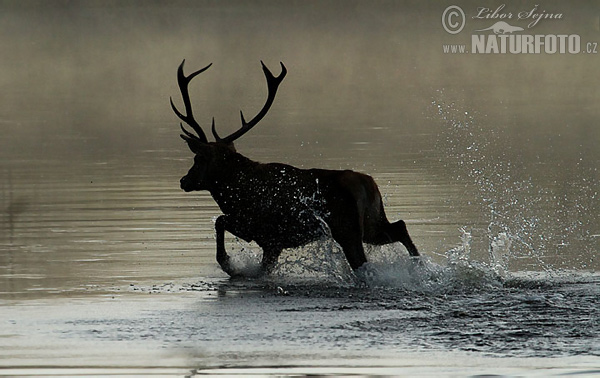 Jeleň hôrny obyčajný (Cervus elaphus)