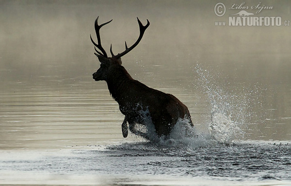 Jeleň hôrny obyčajný (Cervus elaphus)