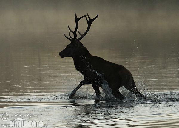 Jeleň hôrny obyčajný (Cervus elaphus)