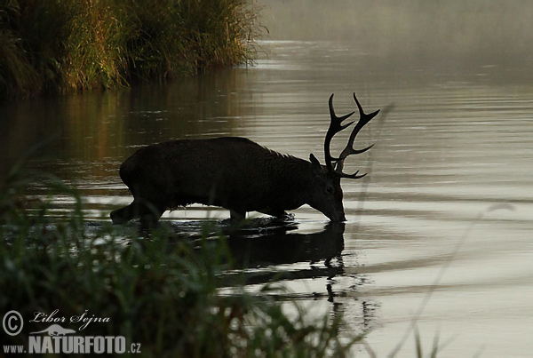 Jeleň hôrny obyčajný (Cervus elaphus)