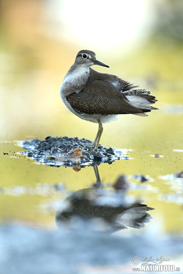 Kalužiak malý (Actitis hypoleucos)