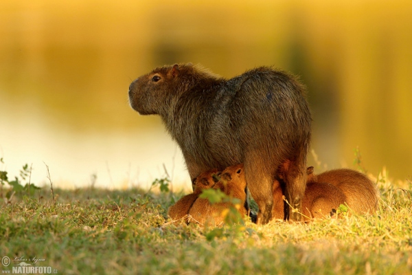 Kapybara (Hydrochoerus hydrochaeris)