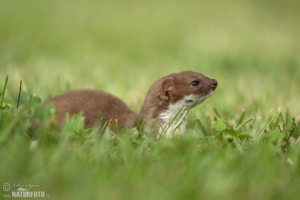 Kolčava (Mustela nivalis)