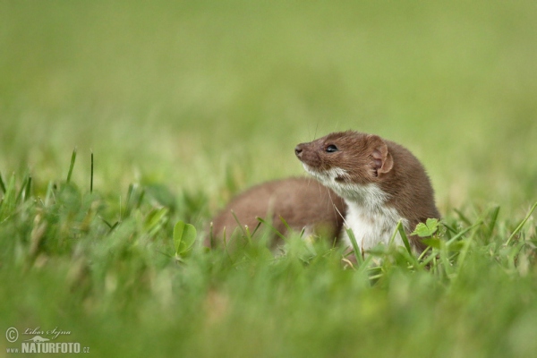 Kolčava (Mustela nivalis)