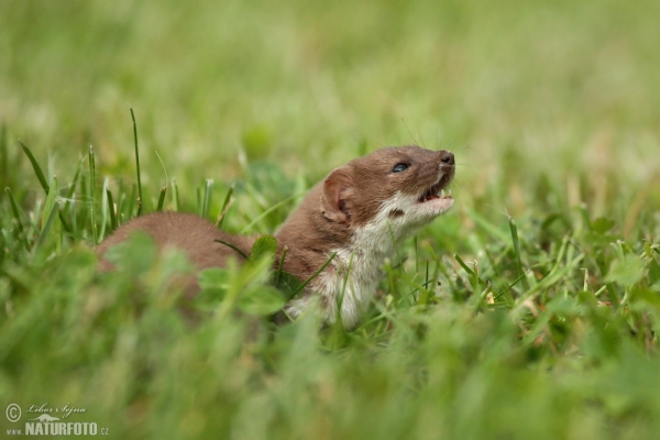 Kolčava (Mustela nivalis)