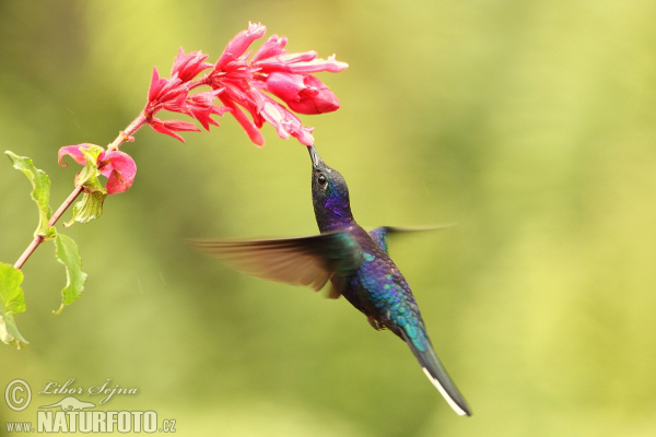 Kolibřík purpurový (Campylopterus hemileucurus)