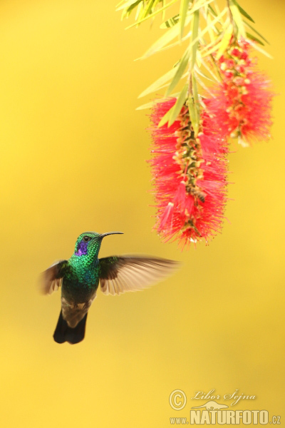 Kolibřík zelený (Colibri thalassinus)