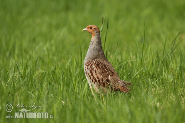 Koroptev polní (Perdix perdix)