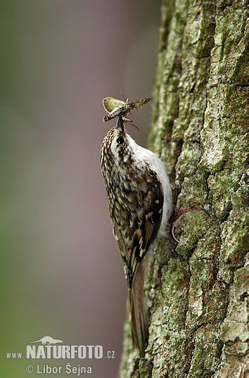 Kôrovník dlhoprstý (Certhia familiaris)