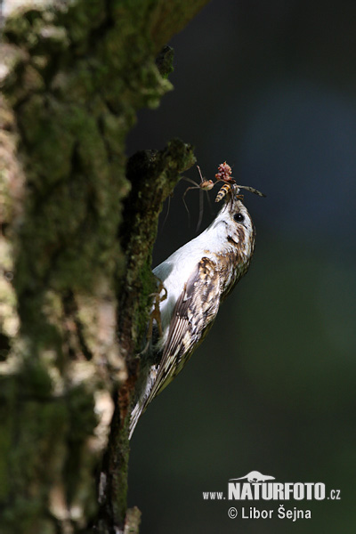 Kôrovník dlhoprstý (Certhia familiaris)