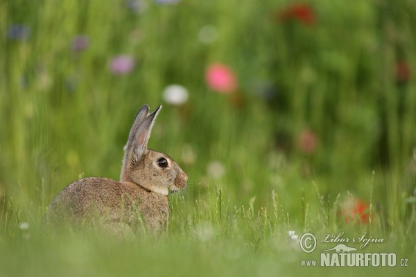 Králík divoký (Oryctolagus cuniculus)