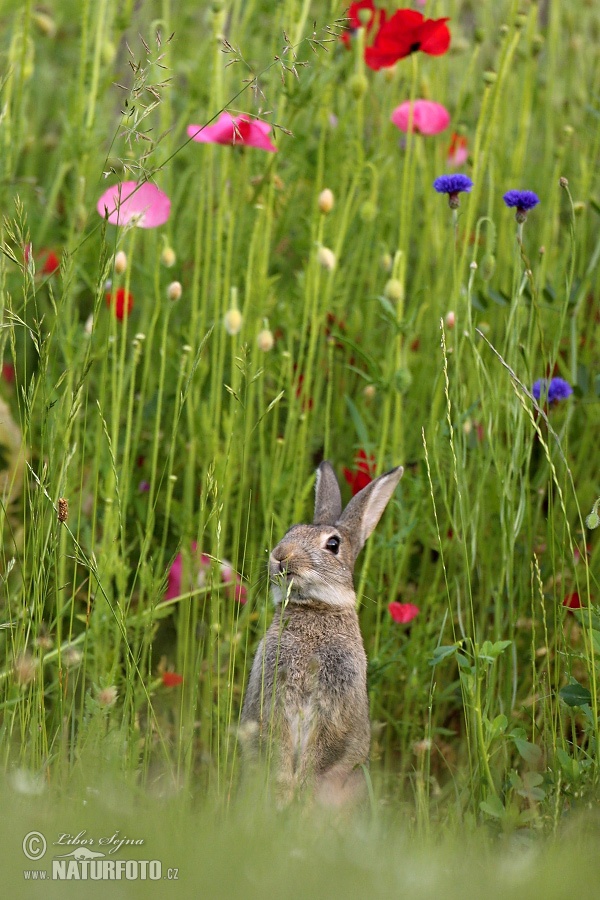 Králik divý (Oryctolagus cuniculus)