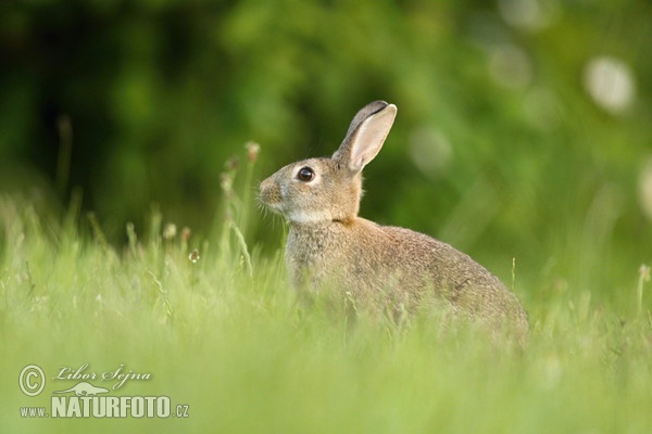 Králik divý (Oryctolagus cuniculus)