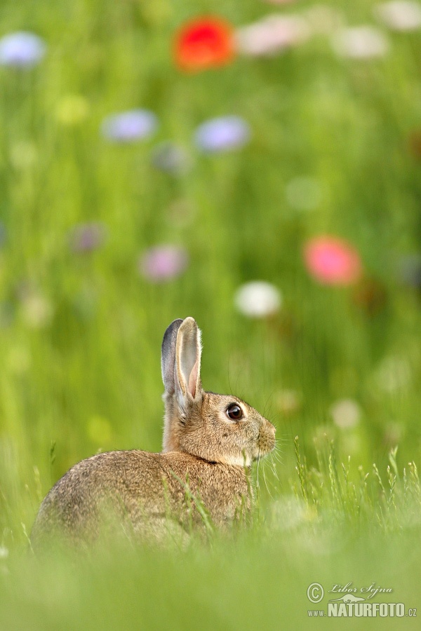 Králik divý (Oryctolagus cuniculus)