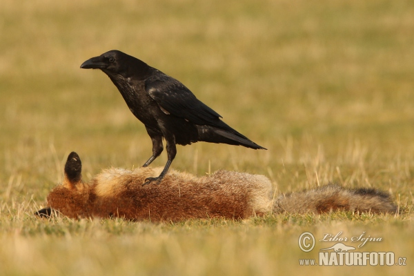 Krkavec čierny (Corvus corax)