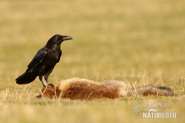 Krkavec čierny (Corvus corax)